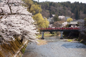 2024年　桜と春の高山祭
