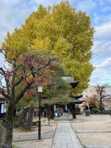 国分寺の大銀杏