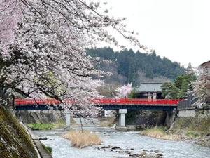 中橋の桜