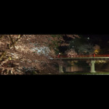 桜・中橋