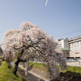 高山市・苔川の桜