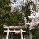 高山市・白山神社の桜