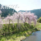 高山市・大八賀川の桜
