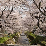 高山市・苔川の桜